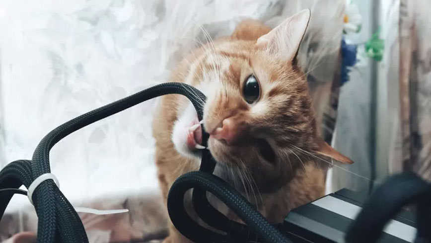 Raisons de l'intérêt des chats pour les fils électriques et solutions possibles