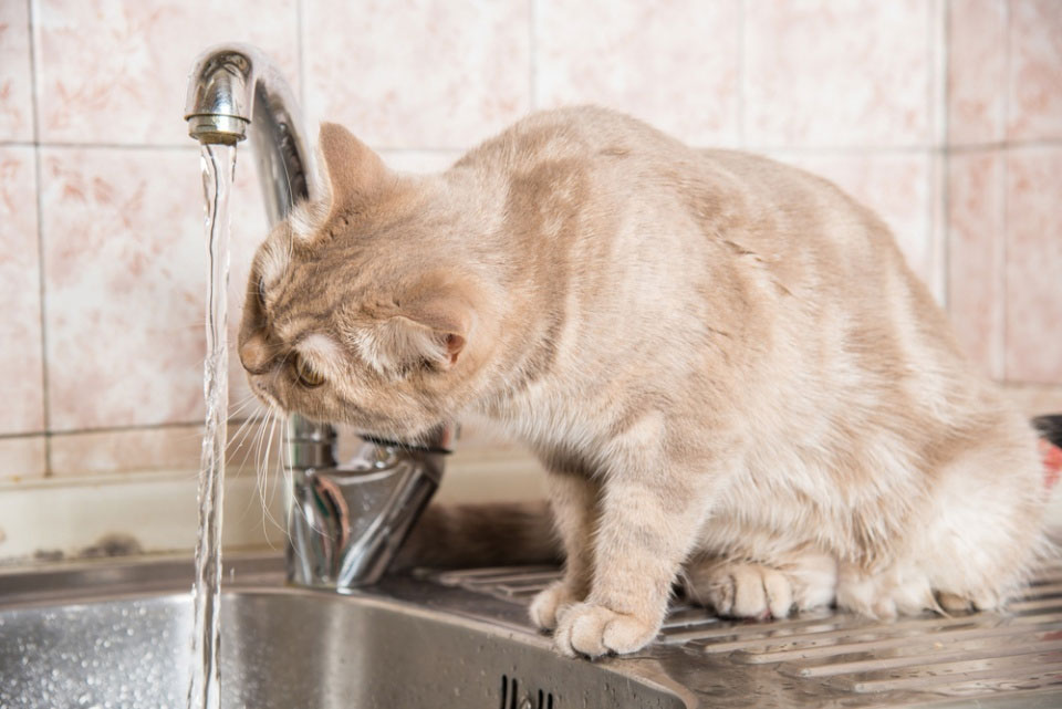 Le chat boit l'eau du robinet