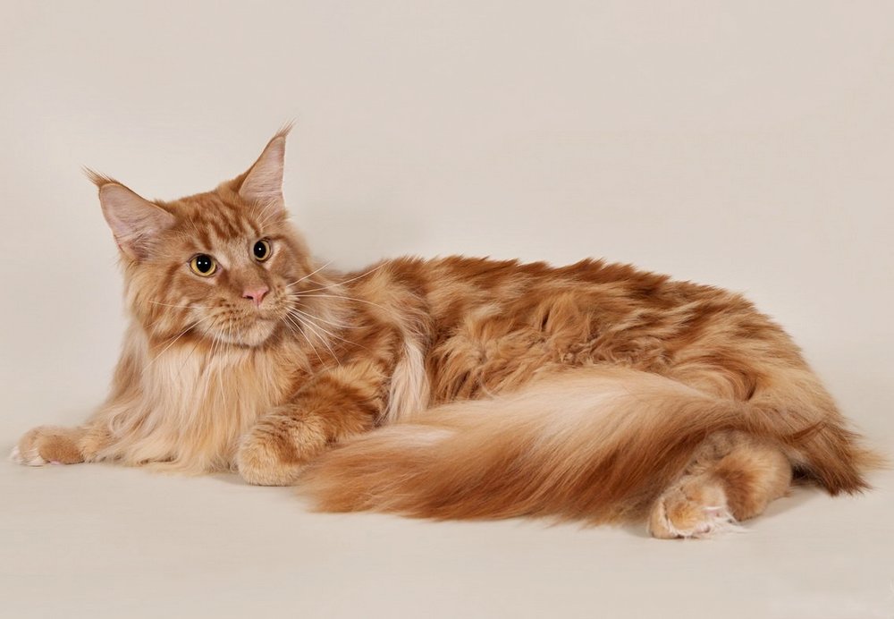 Maine Coon