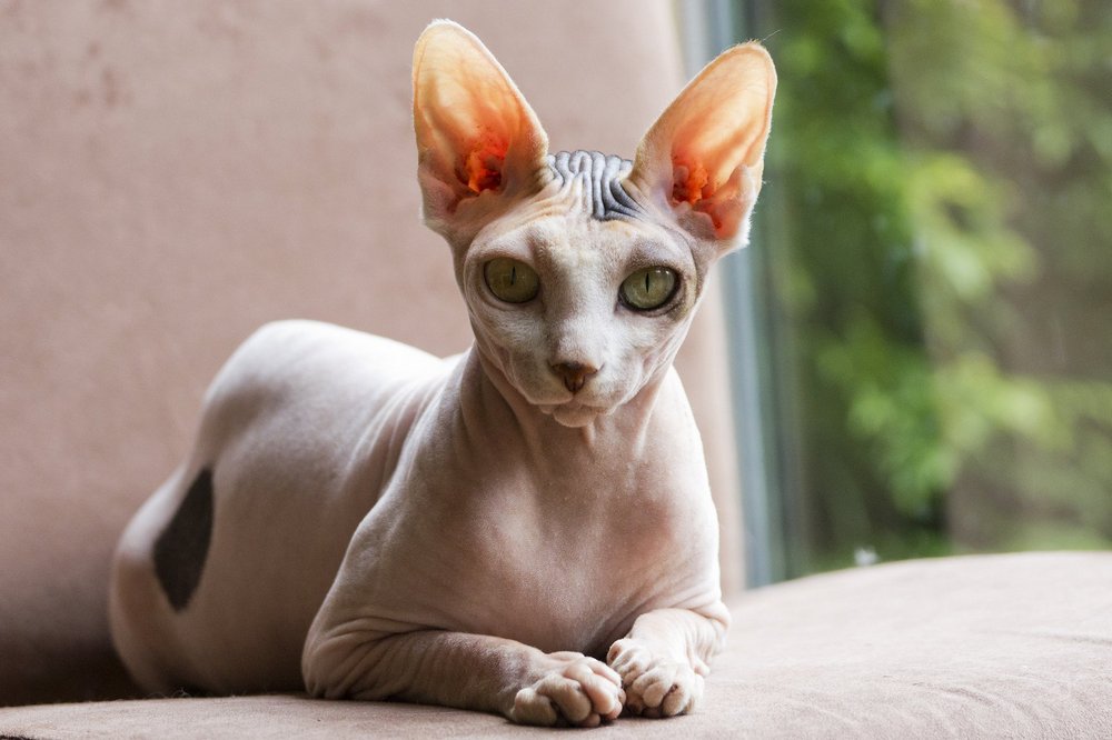 Sphynx canadien