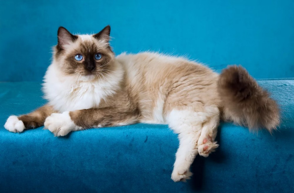 Chat Ragdoll