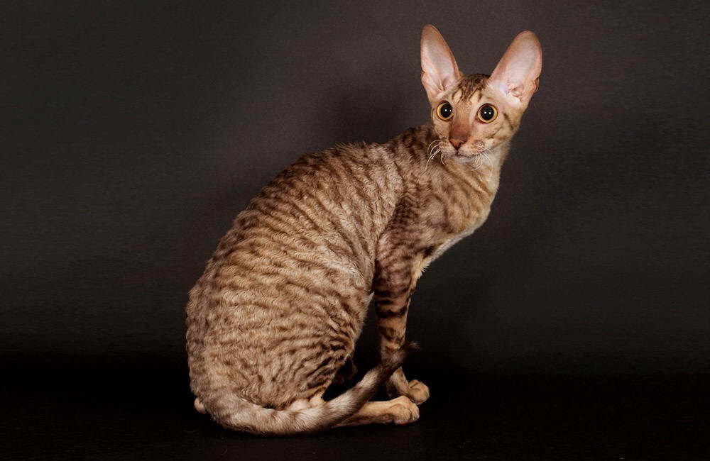 Cornish Rex