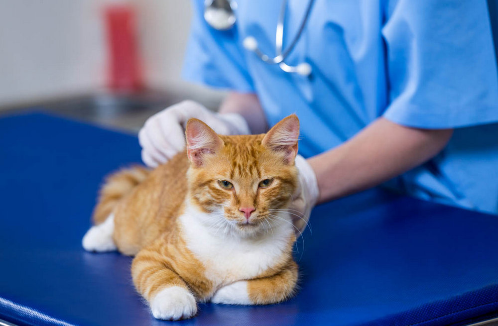 Un chat chez le vétérinaire