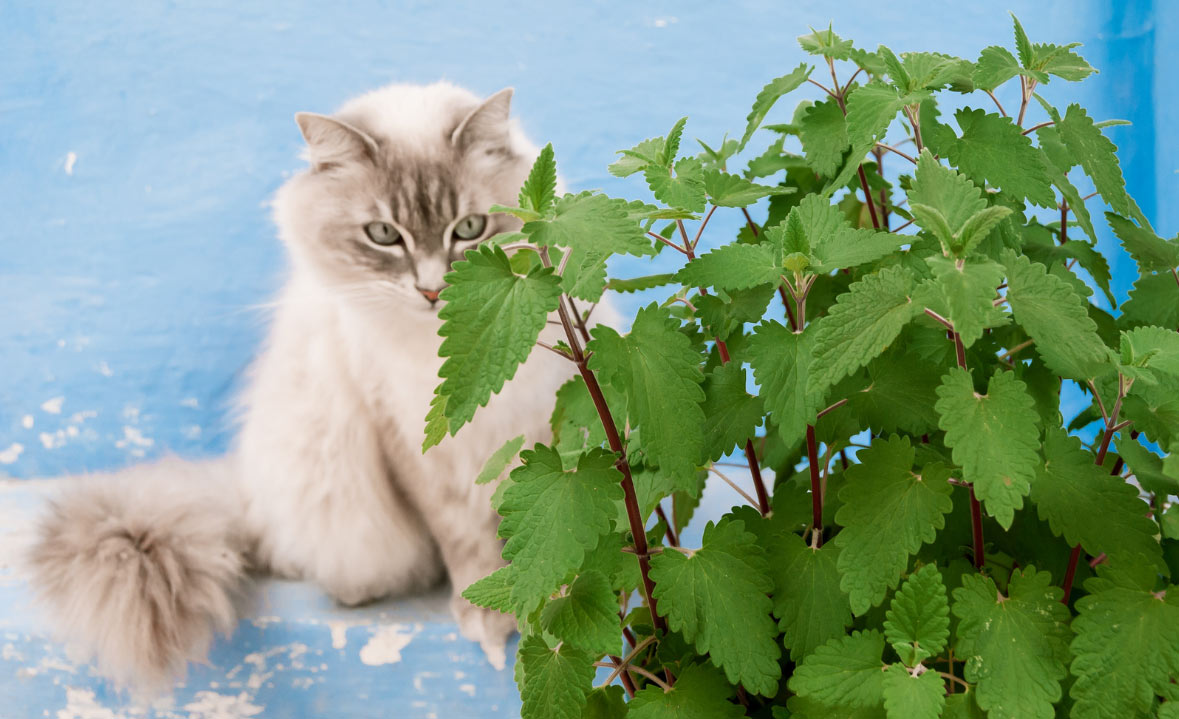 Quels sont les effets de l'herbe à chat sur les chats ?