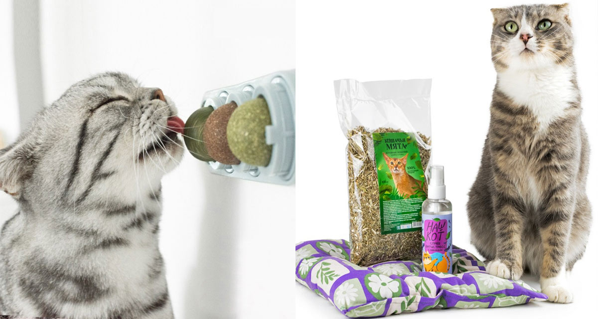 Utilisation d'herbe à chat