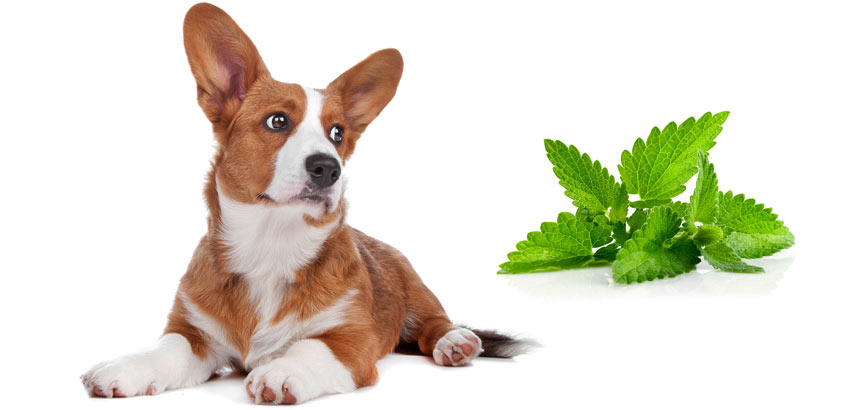 Les chiens peuvent-ils manger de l'herbe à chat ?