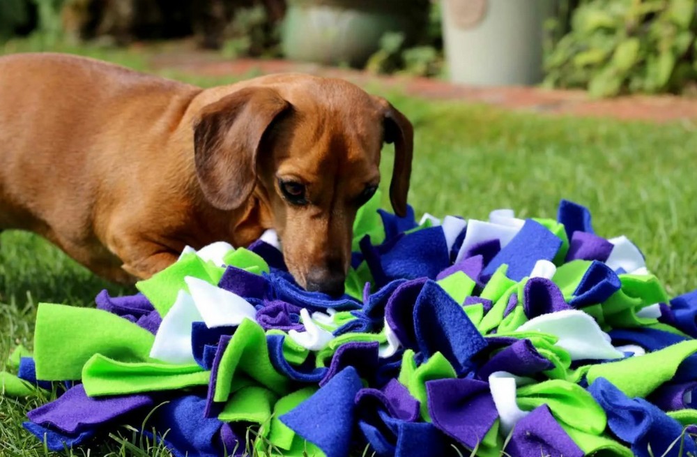 Un chien près d'un tapis olfactif