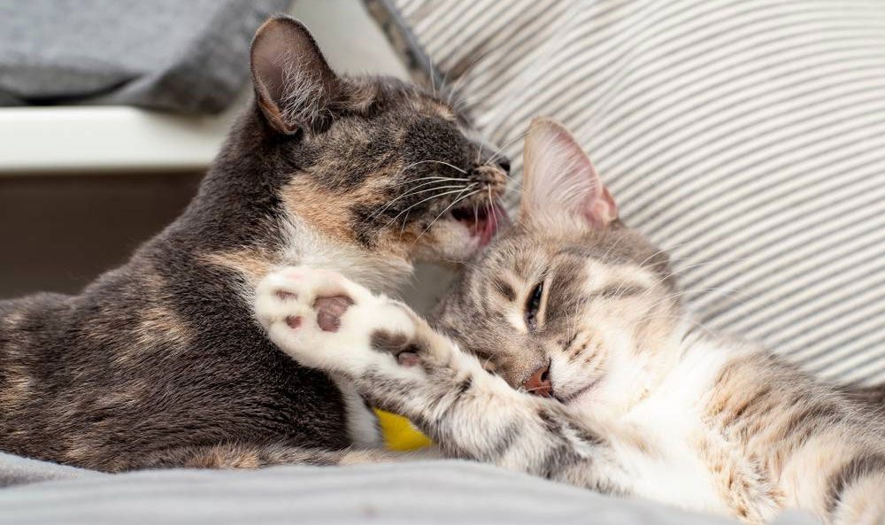Que signifie le fait que des chats se lèchent entre eux, leurs maîtres ou des chiens ?