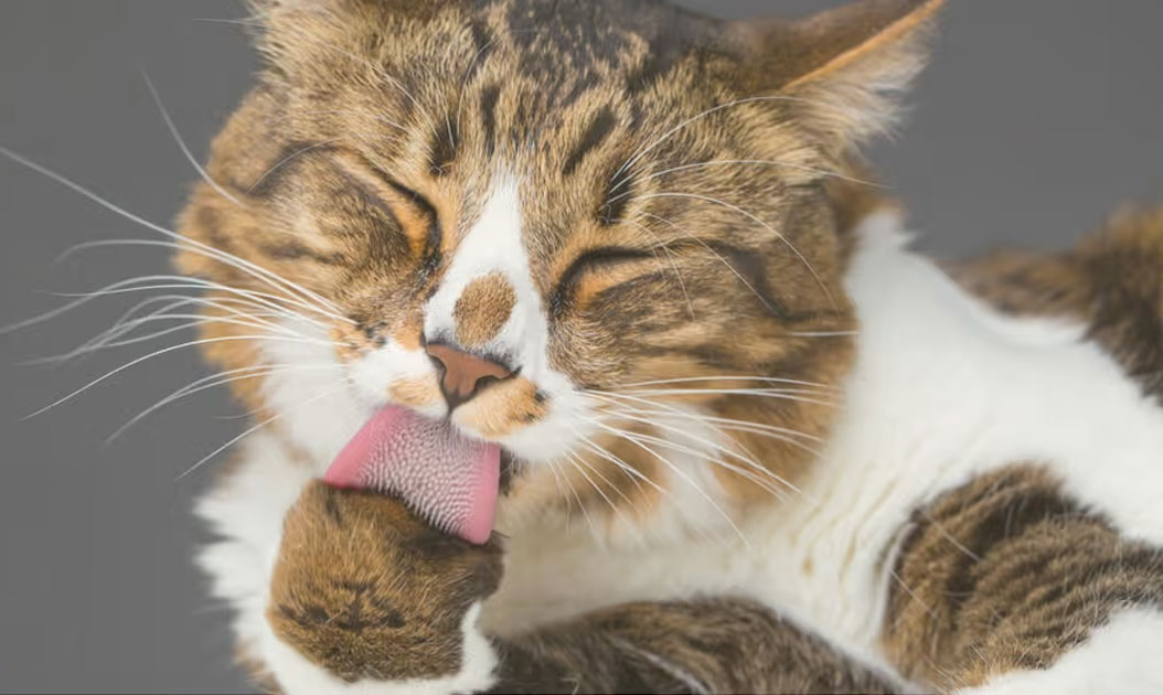 Pourquoi les chats se lèchent-ils eux-mêmes et lèchent-ils les autres ?