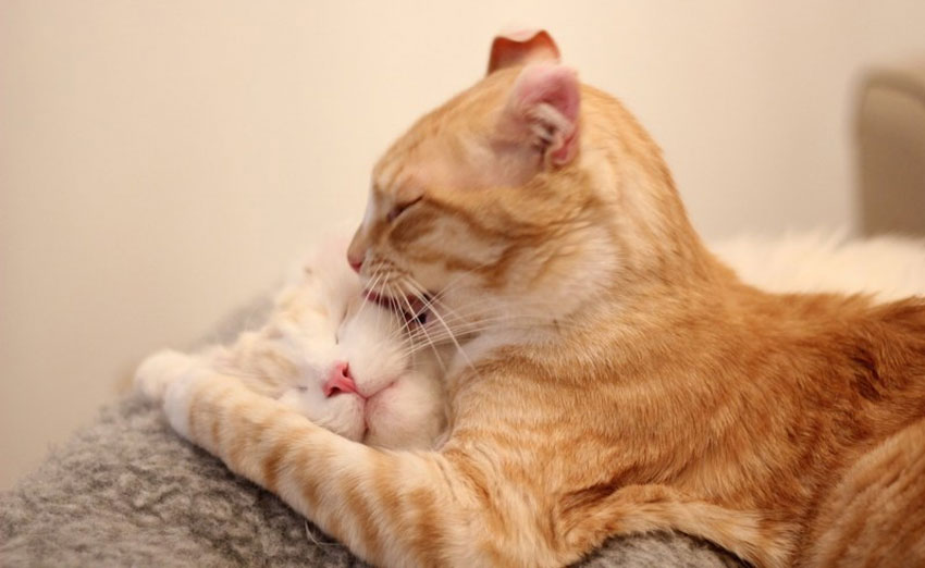 Les chats se lèchent entre eux.