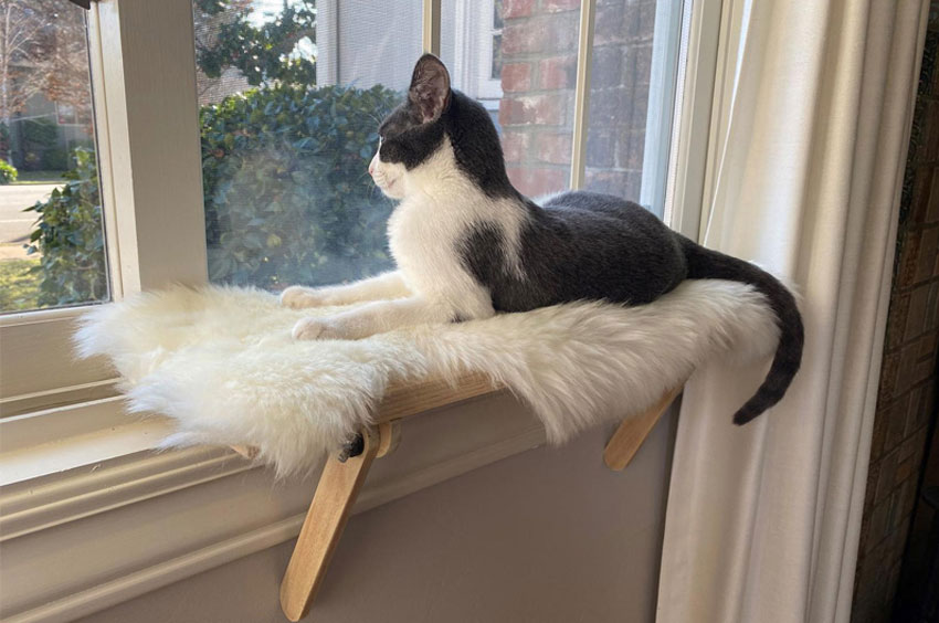 Un endroit confortable pour un chat sur le rebord de la fenêtre