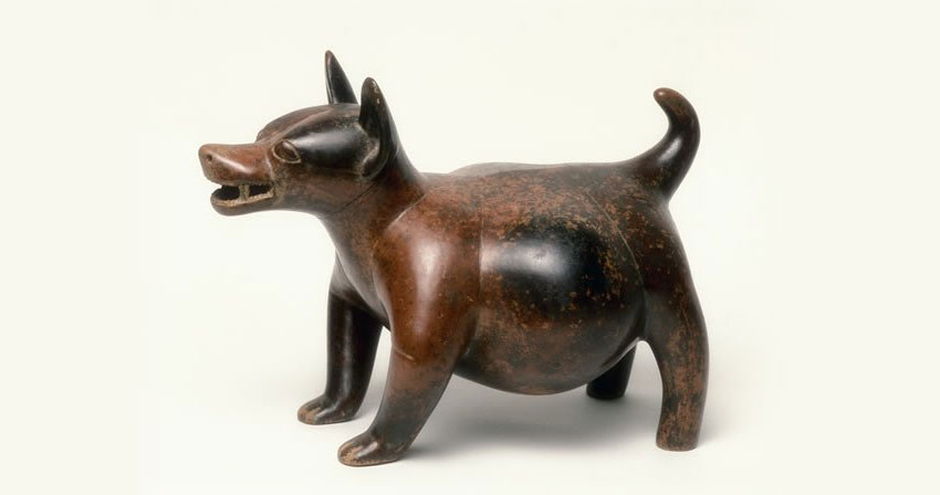 Le Techichi est une race de chien éteinte.