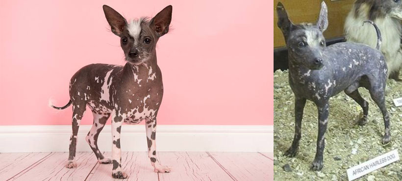 - une race de chien éteinte