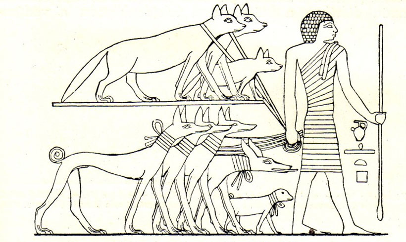 Tesem est une race de chien éteinte.