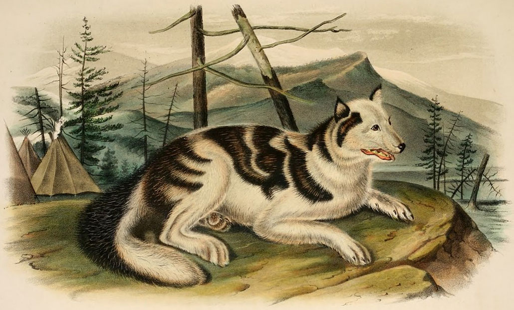 Le chien Sahtu est une race de chien éteinte.