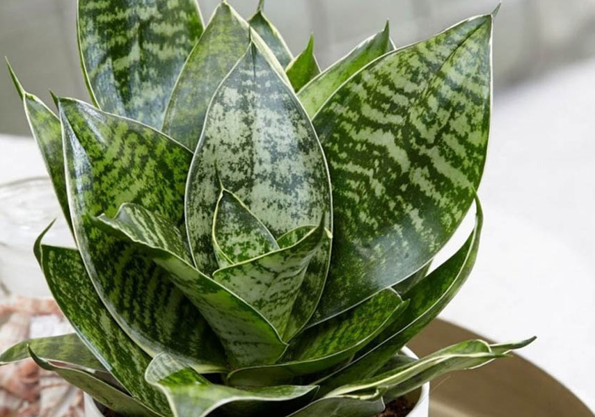 La sansevieria est une fleur dangereuse pour les chats.