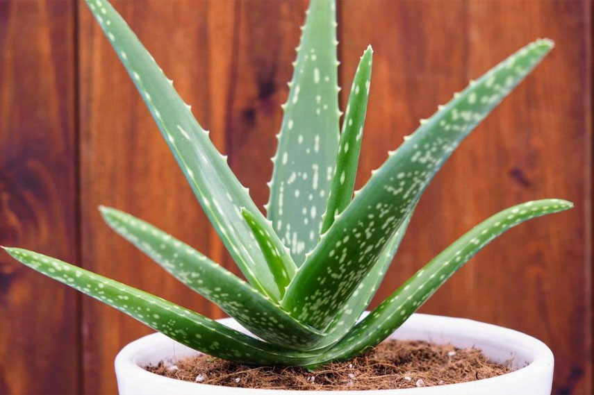 L'aloès est une fleur dangereuse pour les chats.