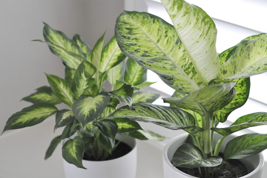 Le dieffenbachia est une fleur dangereuse pour les chats.