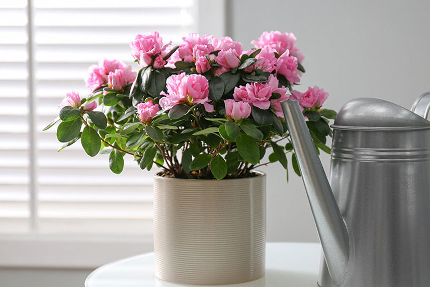 L'azalée est une fleur dangereuse pour les chats.