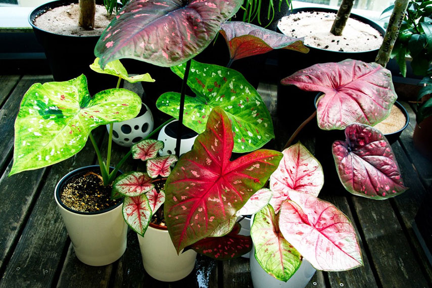 Le caladium est une fleur dangereuse pour les chats.