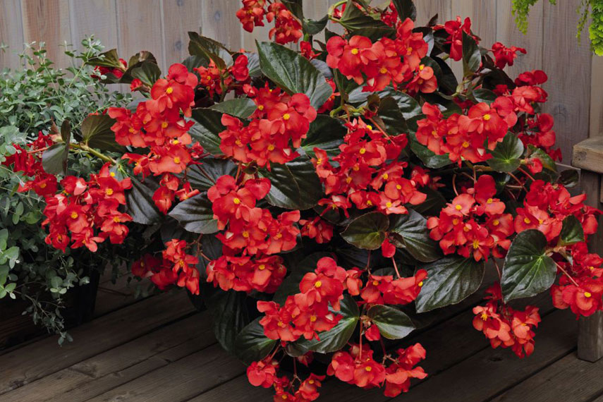 Le bégonia est une fleur dangereuse pour les chats.