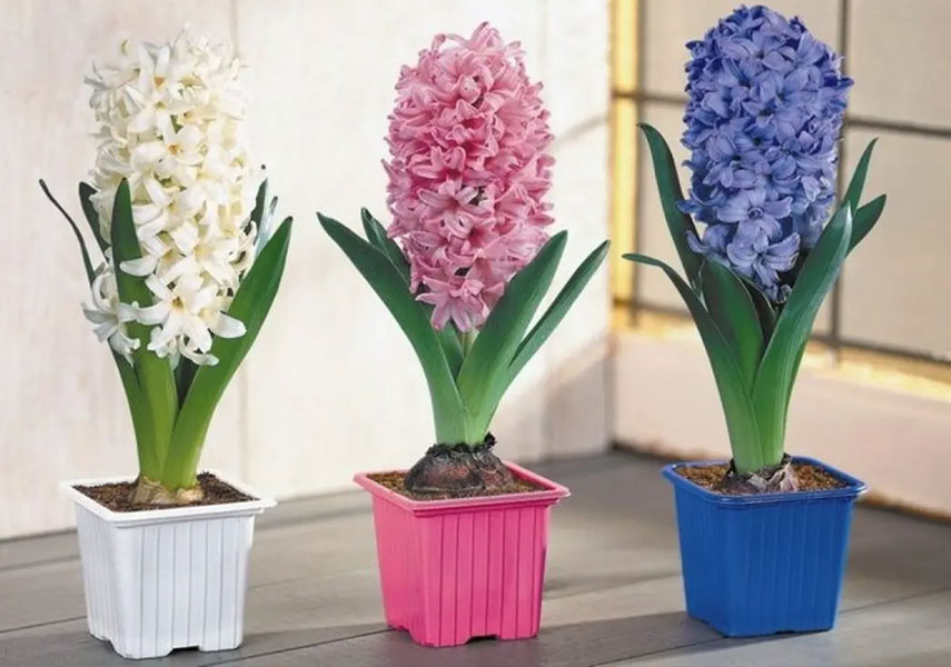 La jacinthe est une fleur dangereuse pour les chats.