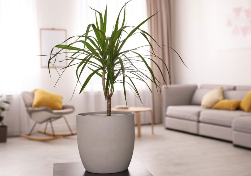 Le dracaena est une fleur dangereuse pour les chats.