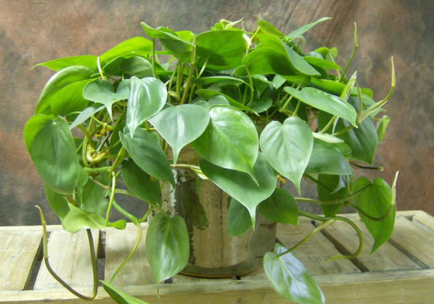 Le philodendron est une fleur dangereuse pour les chats.