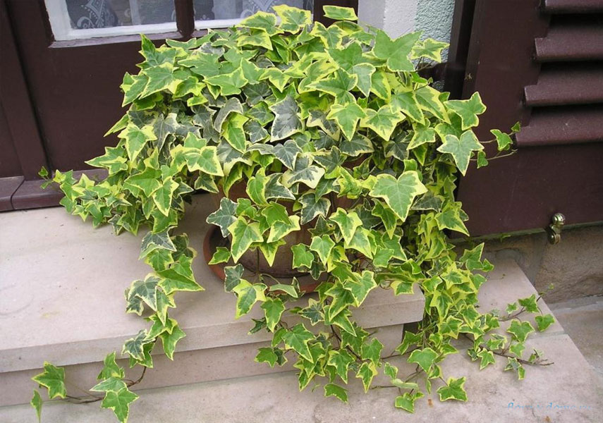 Le lierre est une fleur dangereuse pour les chats.