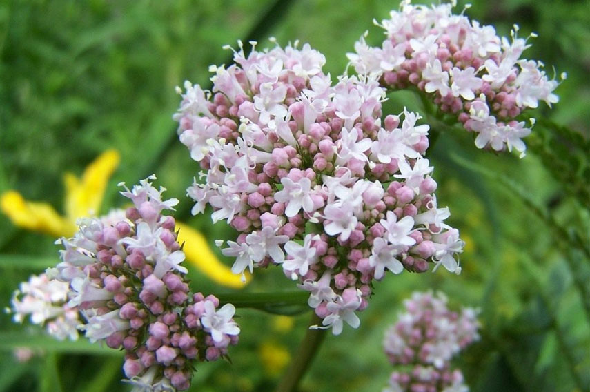 La valériane – une plante qui modifie le comportement des chats
