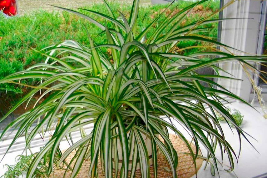 Le chlorophytum est une fleur sans danger pour les chats.