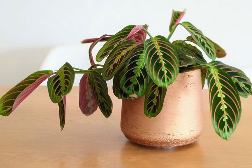 La maranta est une fleur sans danger pour les chats.