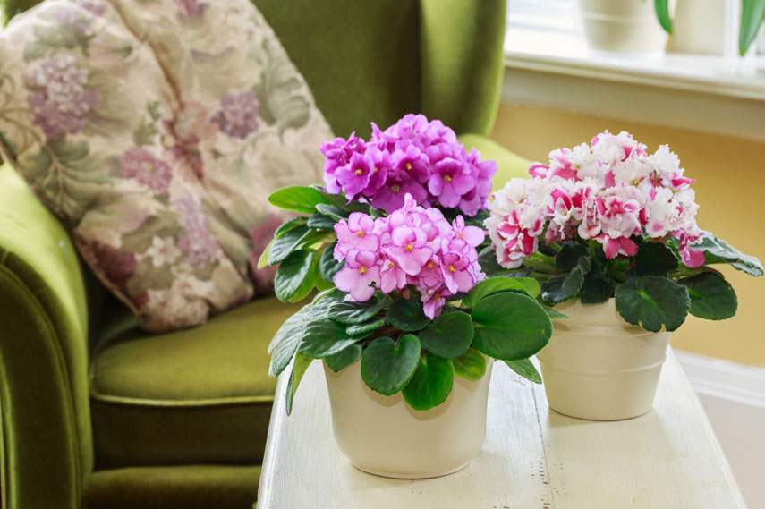 Les violettes sont des fleurs sans danger pour les chats.