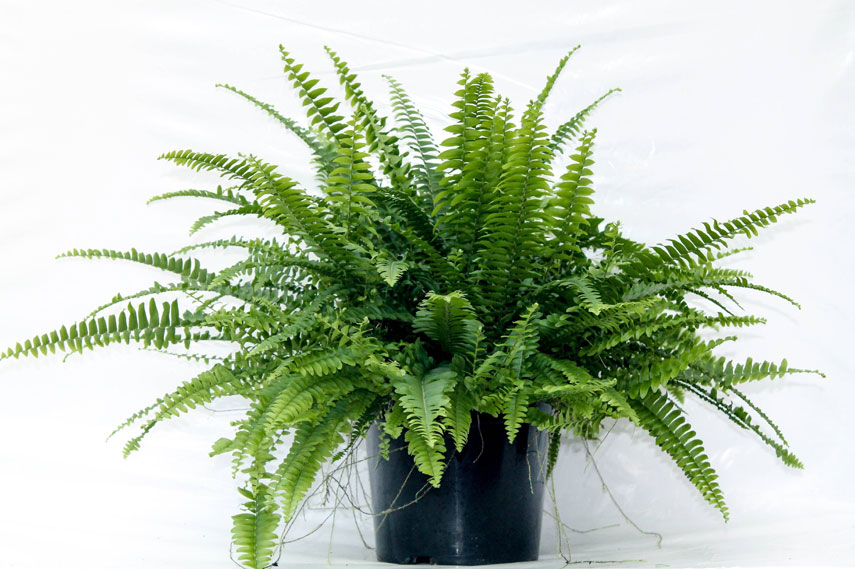 La fougère de Boston est une fleur sans danger pour les chats.
