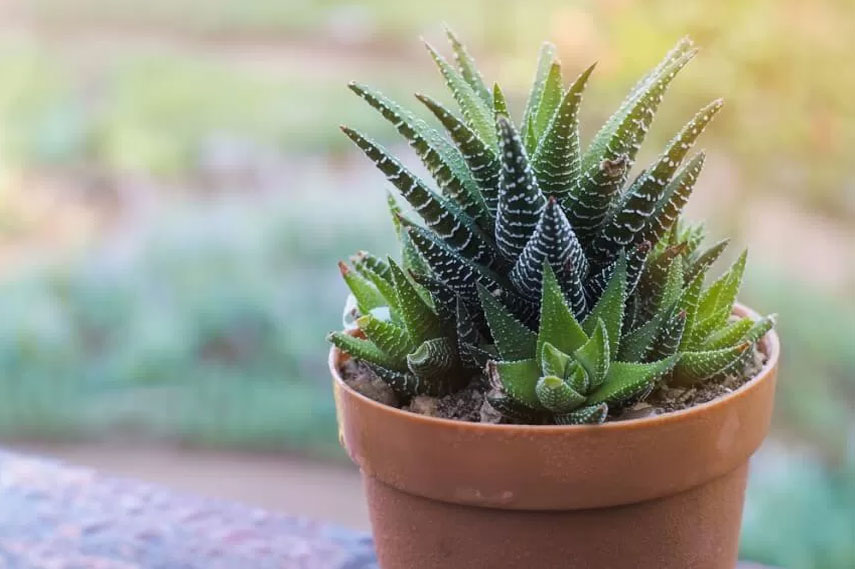 L'haworthia est une fleur sans danger pour les chats.