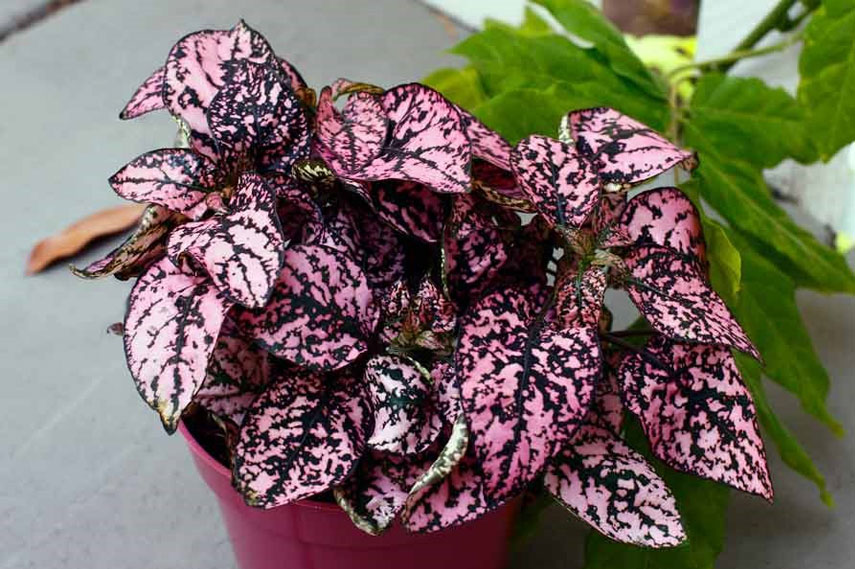 Hypoestes phyllospicata - une fleur sans danger pour les chats