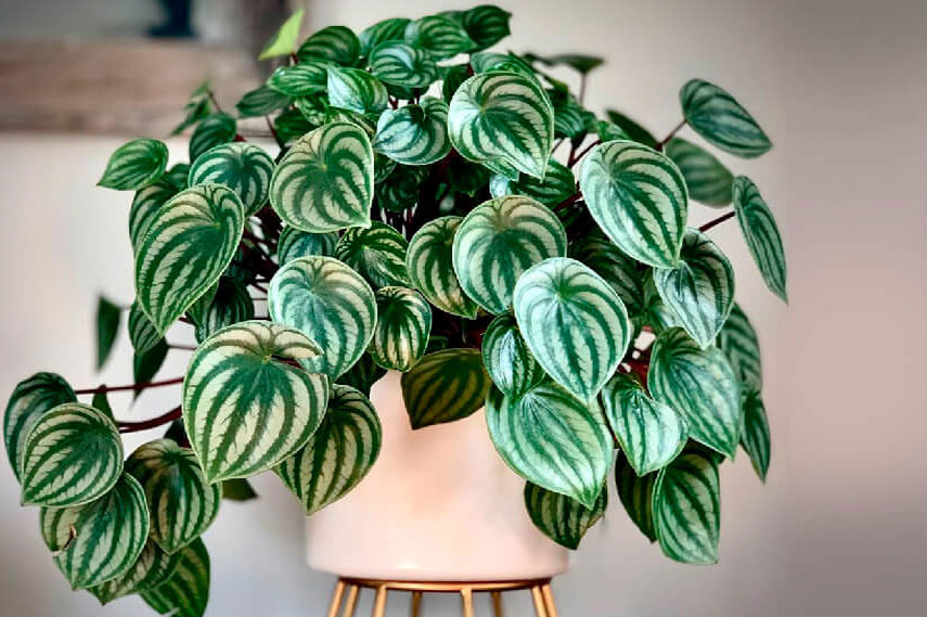 La péperomia est une fleur sans danger pour les chats.