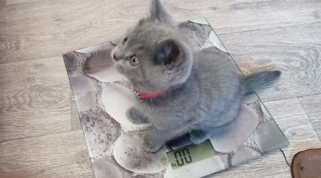 Comment peser un chat sur une balance de salle de bain