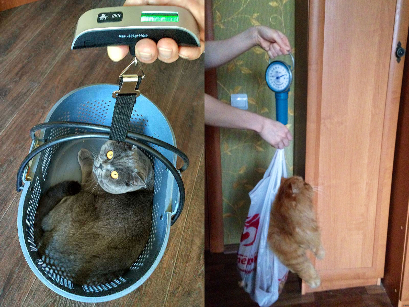 Comment peser un chat à l'aide d'un canter