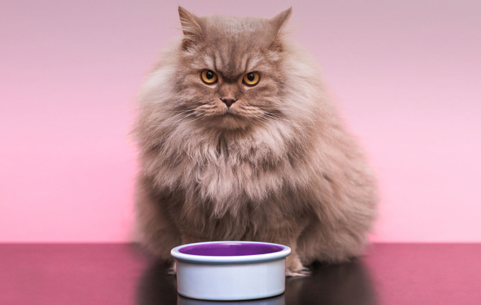 Faim et satiété chez les chats