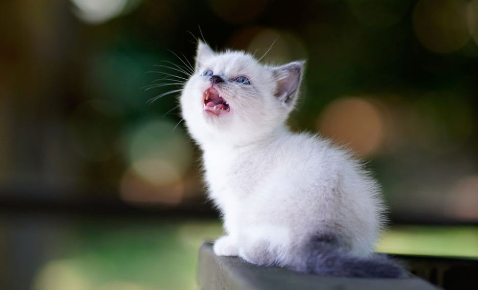 Comment savoir si un chaton a faim ?