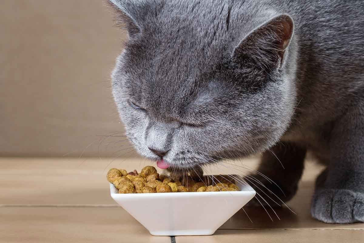 Augmentation de l'appétit chez les chats : normal ou anormal ?