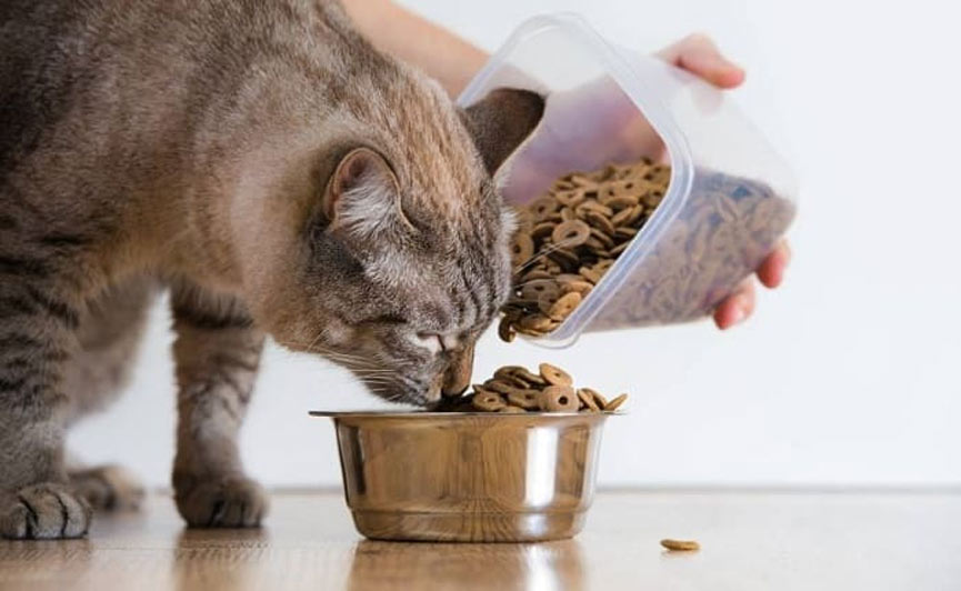 La suralimentation chez les chats : causes et conséquences