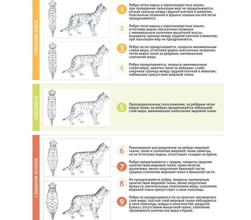 Comment savoir si un chat mange suffisamment ?