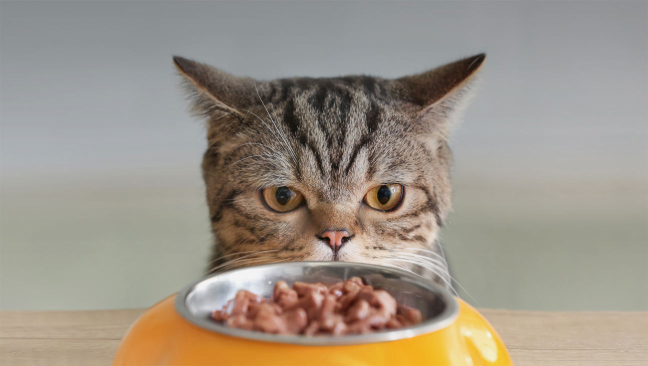 Quels problèmes peuvent indiquer une faim constante chez les chats ?