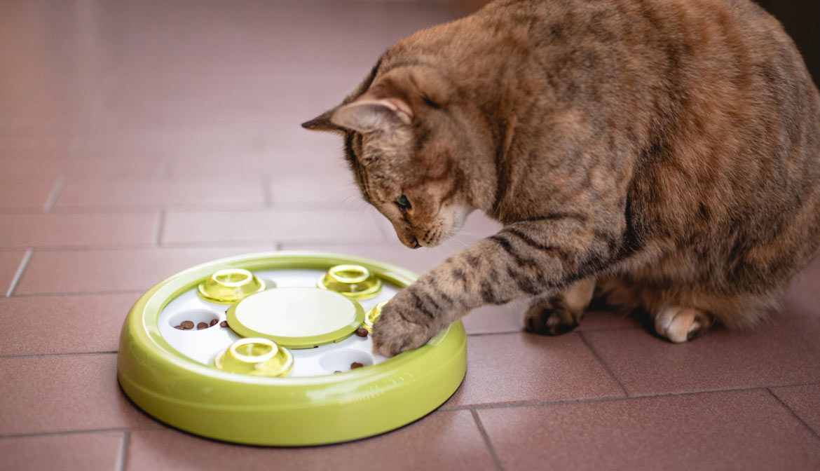 Comment empêcher un chat de trop manger