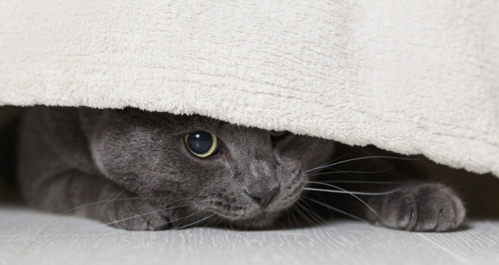 Le chat est sous le lit