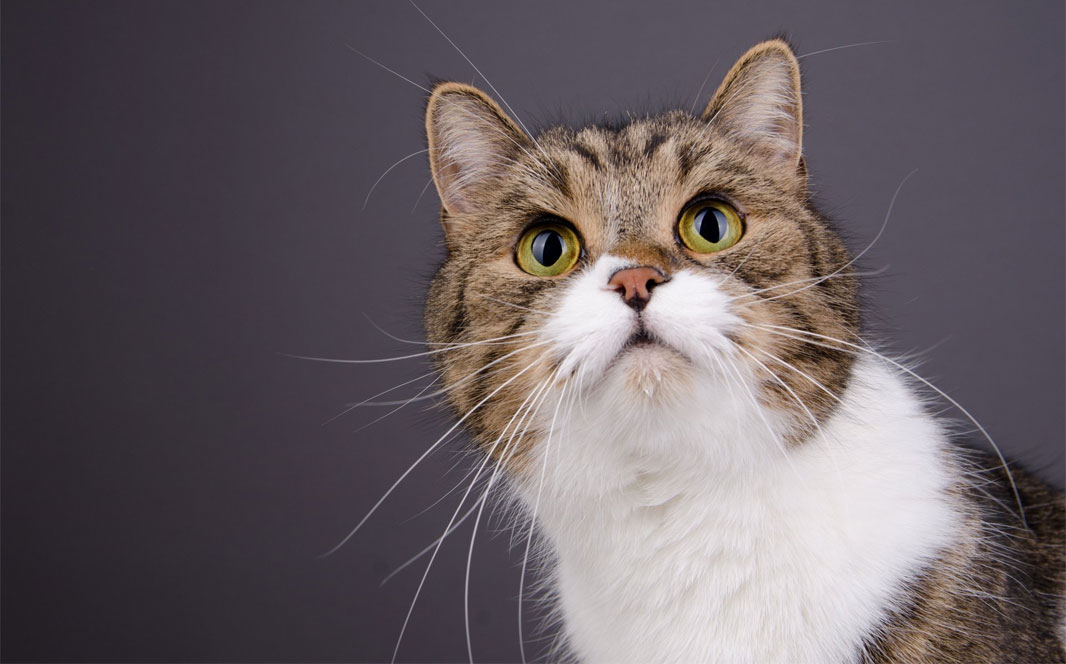 Un chat peut-il être offensé par son maître ?