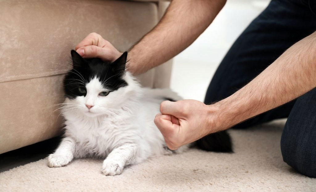 Qu'est-ce qui offense les chats ?