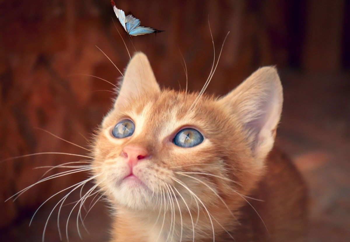 Pourquoi les chatons chassent-ils les insectes ?